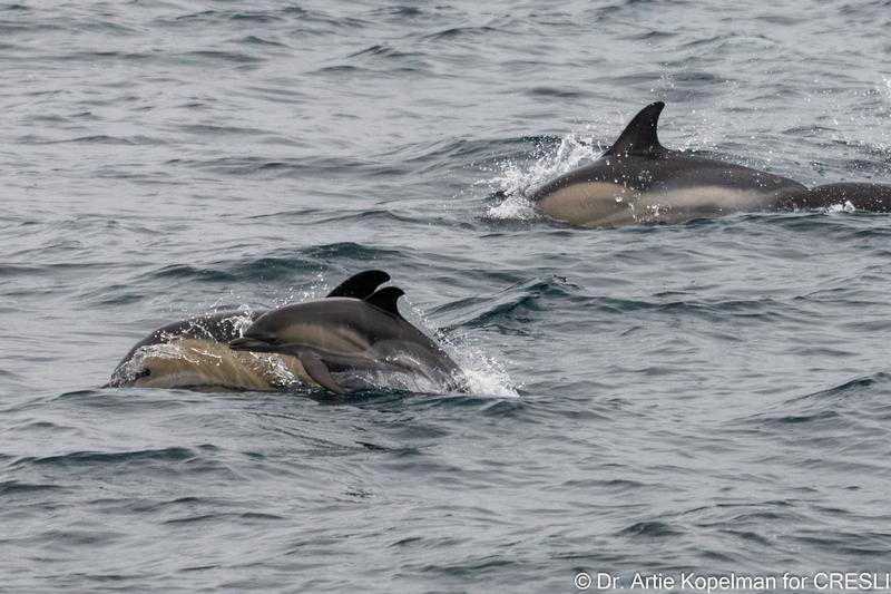 CRESLI Short-beaked common dolphin Mom and Calf Adoption Package