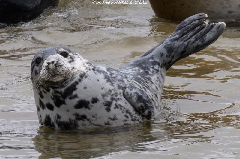CRESLI Adoption Atlantic Gray Seal pup Adoption Package