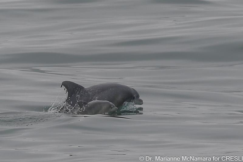 CRESLI Tamanend’s bottlenose dolphin Mon and Calf pair Adoption Package