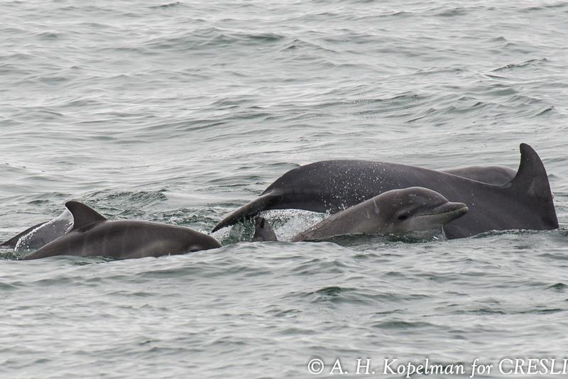 CRESLI Common bottlenose dolphin mom and calf Adoption Package