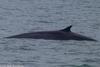 CRESLI Finback whale Adoption Package