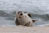 CRESLI Harp seal Adoption Package