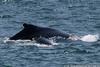 CRESLI Humpback whale mom & calf Adoption Package