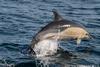 CRESLI short-beaked common dolphin Adoption Package