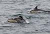 CRESLI Short-beaked common dolphin Mom and Calf Adoption Package