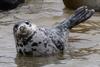 CRESLI Adoption Atlantic Gray Seal pup Adoption Package