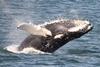 CRESLI Humpback whale Adoption Package