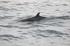 CRESLI Minke whale Adoption Package