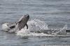 CRESLI Tamanend’s bottlenose dolphin Adoption Package