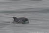 CRESLI Tamanend’s bottlenose dolphin Mon and Calf pair Adoption Package
