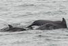 CRESLI Common bottlenose dolphin mom and calf Adoption Package