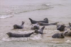 CRESLI Seal Cruise on the RV Peconic
