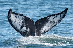 CRESLI/Viking Fleet Whale Watch