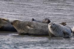 CRESLI Seal Cruise on the RV Peconic