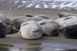 CRESLI Seal Cruise on the RV Peconic