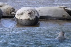 CRESLI Seal Cruise on the RV Peconic