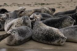 CRESLI Seal Cruise on the RV Peconic