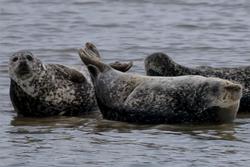 CRESLI Seal Cruise on the RV Peconic