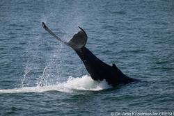 CRESLI-Viking Fleet Local Montauk Whale Watch (Viking Star)