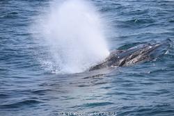 CRESLI-Viking Fleet Local  Montauk Whale Watch (Viking Starship)