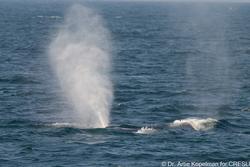 CRESLI-Viking Fleet Local  Montauk Whale Watch
