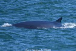 CRESLI-Viking Fleet Local  Montauk Whale Watch (Viking Starship)