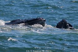 CRESLI-Viking Fleet Local  Montauk Whale Watch (Viking Starship)
