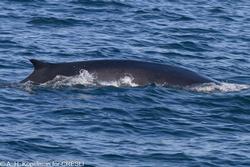 CRESLI-Viking Fleet Local  Montauk Whale Watch (Viking Starship)