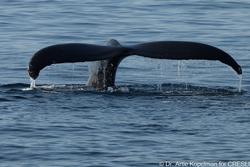 CRESLI-Viking Fleet Local Montauk Whale Watch (Viking Star)