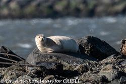 CRESLI Seal walk at Cupsogue Beach