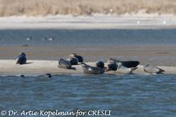 CRESLI Seal walk at Cupsogue Beach