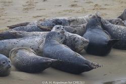 CRESLI Seal Cruise on the RV Peconic
