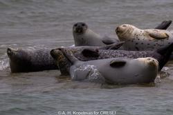 CRESLI Seal Cruise on the RV Peconic