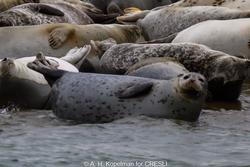 CRESLI Seal Cruise on the RV Peconic