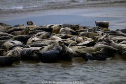 CRESLI Seal Cruise on the RV Peconic