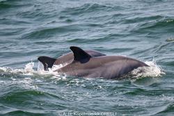 CRESLI-Viking Fleet Local  Montauk Whale Watch (Viking Star)