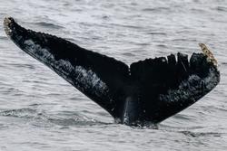 CRESLI-Viking Fleet Local  Montauk Whale Watch (Viking Star)