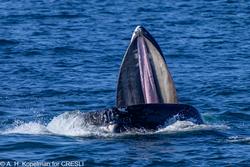 CRESLI-Viking Fleet Local  Montauk Whale Watch (Viking Starship)