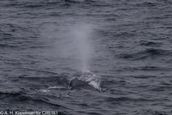 CRESLI-Viking Fleet Local  Montauk Whale Watch (Viking Star)