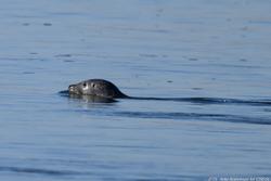 CRESLI Seal walk at Cupsogue Beach