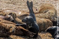 CRESLI/Viking Fleet Seal Cruise