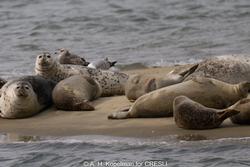 CRESLI Seal Cruise on the RV Peconic