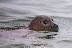 CRESLI Seal Cruise on the RV Peconic