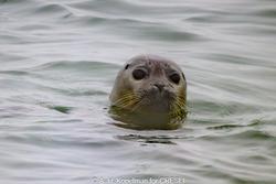 CRESLI Seal Cruise on the RV Peconic