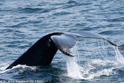 Great South Channel Offshore Whale Watch