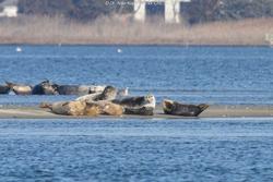 CRESLI Seal walk at Cupsogue Beach