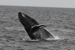 CRESLI-Viking Fleet Local  Montauk Whale Watch (Viking Starship)