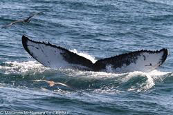 CRESLI-Viking Fleet Local  Montauk Whale Watch (Viking Starship)