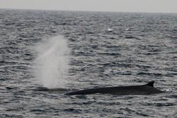 CRESLI-Viking Fleet Local  Montauk Whale Watch (Viking Star)