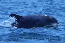 CRESLI-Viking Fleet Local  Montauk Whale Watch (Viking Star)